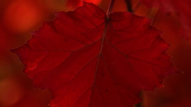 Close up of vibrant red leaf showcases natural texture and detail