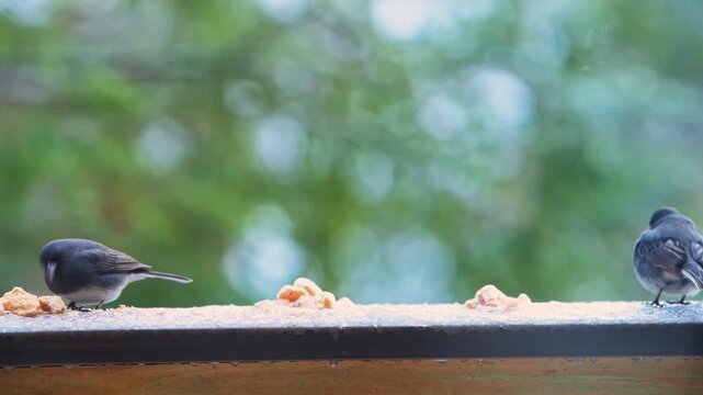 Dark-eyed juncos two birds and black-capped chickadee perched on balcony on cold winter snow, eating suet feed flying away macro closeup