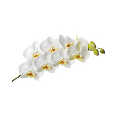 White orchid flowers isolated on transparent background