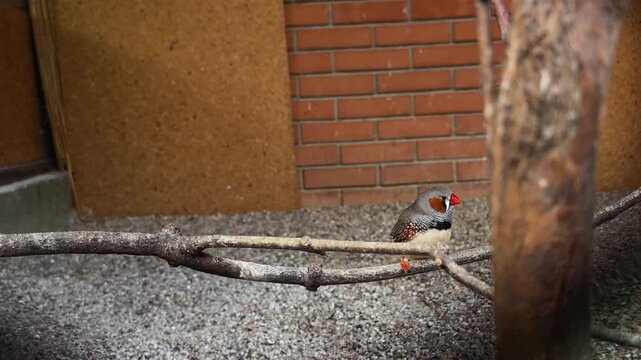 Small zebra finch sitting on a thin branch inside a zoo aviary enclosure. Concept of exotic songbirds, avian observation, wildlife conservation and tropical bird habitat