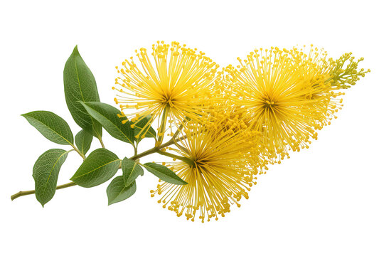 Xanthostemon chrysanthus: vibrant golden penda flowers blooming with green leaves, tropical plant on transparent background