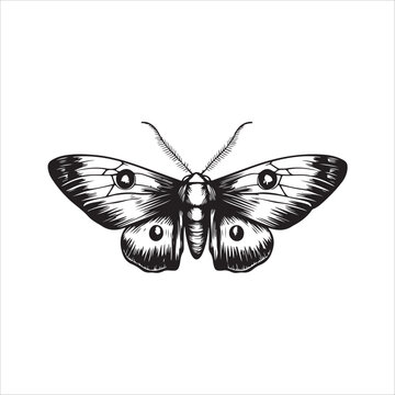 Moth Icon Collection. Solid style icons of moth relatives: luna moth, hawk moth, atlas moth, emperor moth, silk moth, tiger moth,