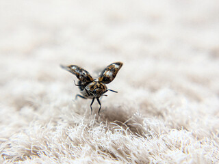 Carpet beetle preparing for flight on a carpet. © Samuel
