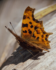 Comma butterfly with open wings on wooden post © Samuel