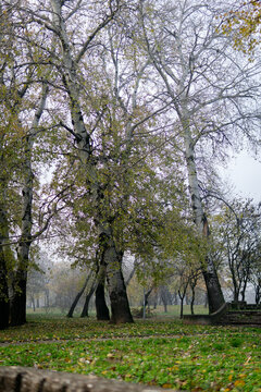 Park with leafless trees and green lawn in fog
