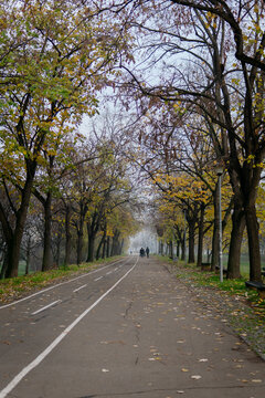 Park with leafless trees and green lawn in fog