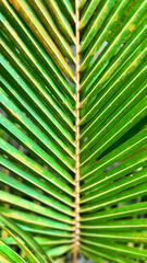 Palm leaf symmetry background