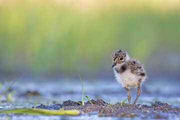 Northern Lapwing (Vanellus vanellus) chick standing on mud with copy space. © WojtekWildlife