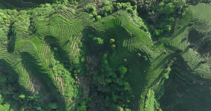 Aerial view of beautiful tea crop terrace landscape in China
