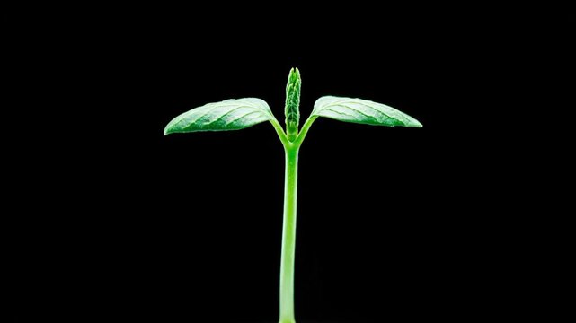 Isolated green plant sprout on black background representing new growth and life.
