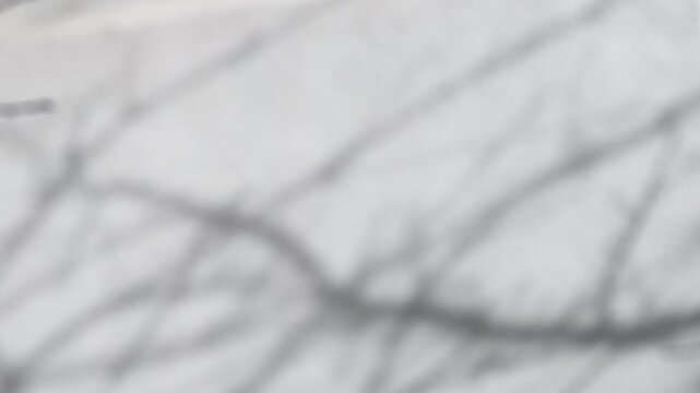 The shadow of a tree sways on a white background