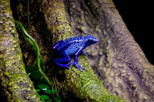 A blue poison dart frog (Dendrobates tinctorius "azureus")