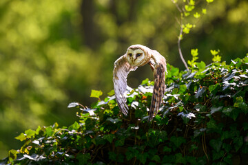 Obraz premium A barn owl flies over an ivy-covered cemetery wall.