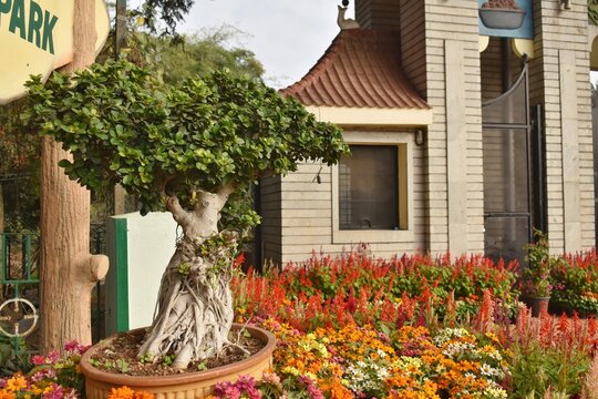 Image of a Ficus bonsai Tree