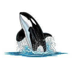 Illustration of a jumping killer whale in ocean water © colorshapppy