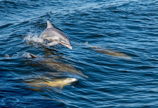 dolphin pod