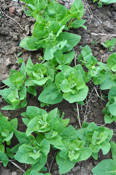 Edible plant garden orach (Atriplex hortensis) grows in spring