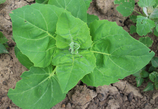 Edible plant garden orach (Atriplex hortensis) grows in spring