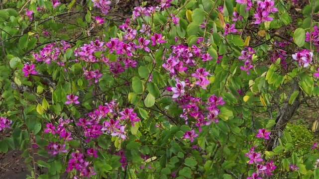 Hong Kong Orchid Tree with flowers in spring