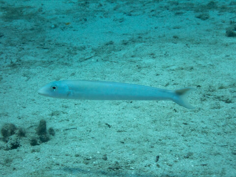 Sand Tilefish