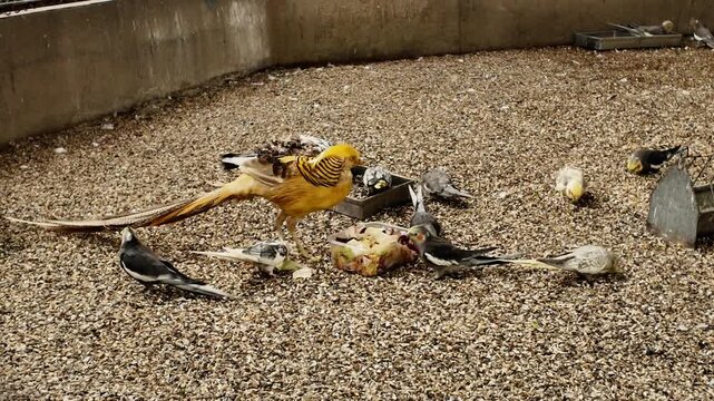 Group of exotic birds including cockatiels and golden pheasant feeding together in an aviary. Concept of wildlife observation, biodiversity, zoo care and animal behavior