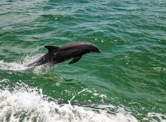 Naklejka premium dolphin jumping out of water