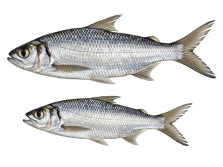 Obraz premium Pair of freshwater fish on white background isolated on transparent background