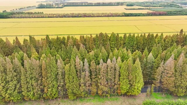 Metasequoia Forest with Golden Fields - Aerial Landscape View