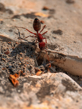 Nodal desert ant (Cataglyphis nodus) inspects a small hole in a pavement