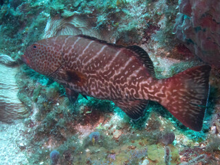 Fototapeta premium Tiger Grouper