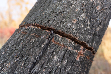 Damaged tree trunk with deep gash and oozing sap. Close-up of rough bark texture with resin in autumn forest © Kos