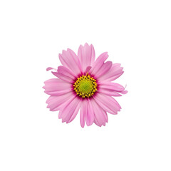 Obraz premium Close-up of Pink Flower with Yellow Center on White Background