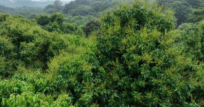 Lychee  tree with flowers in spring
