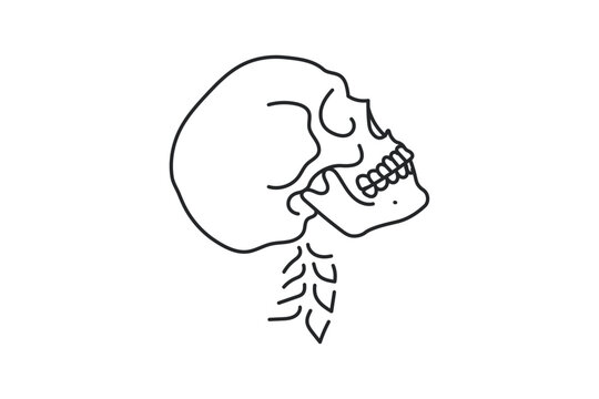 Human Skull and Cervical Spine Anatomy Line Art, Skeleton Head Side View Medical Outline Vector Illustration