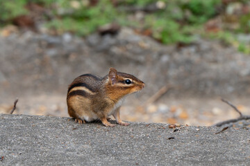 Fototapeta premium Eastern chipmunk