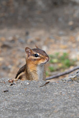 Eastern chipmunk