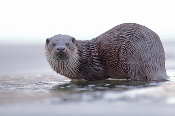 Wydra (Lutra lutra), otter © Bartosz Rakoczy