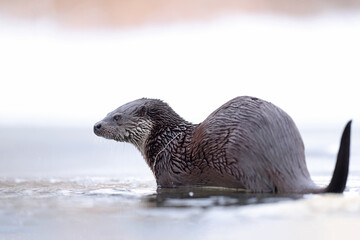Wydra (Lutra lutra), otter © Bartosz Rakoczy