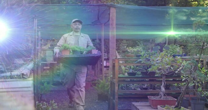 Nursery worker entering path carrying black tray bringing pots while sunlight making lens flare