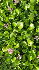 A beautiful water hyacinth flowers is isolated on a green leaves background