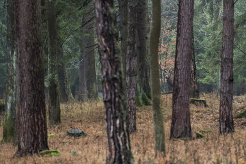 A beautiful deer with rich antlers, walking through a misty autumn forest
