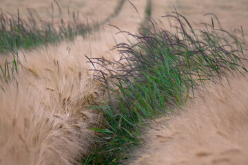 Zboże i trawa © Jozef