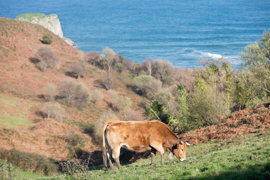 Cows on the coast of Llanes, Bos primigenius taurus, Asturias, Spain, Europe