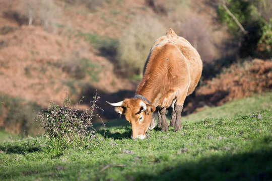 Cows on the coast of Llanes, Bos primigenius taurus, Asturias, Spain, Europe