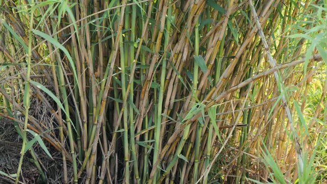Giant cane growing in a swamp. Long leaves of canes in the swamp. Arundo donax
