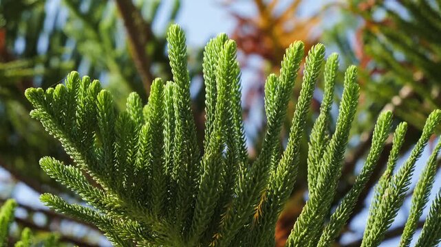 Araucaria tree in the botanical garden close up. A genus of evergreen coniferous trees.