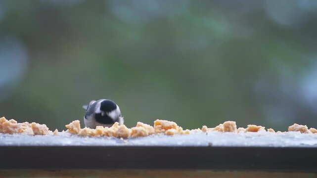 Black-capped chickadee small cute bird, scared perched on balcony on cold winter snow in Virginia, eating suet feed slow motion macro closeup
