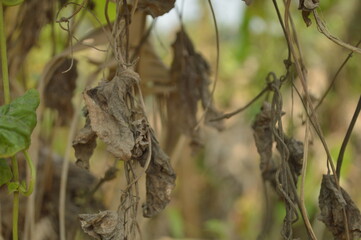 Dried leaves on the tree in the garden,