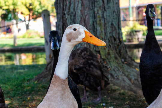 Indian runner ducks outdoors in summer 