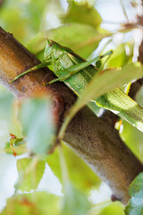 Green katydid grasshopper on tree branch macro with natural camouflage